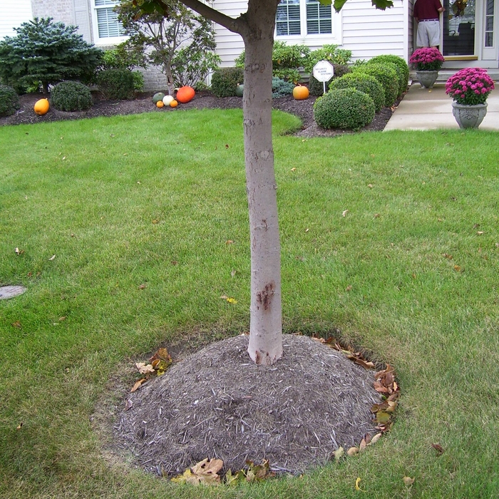 Typical incorrect planting and mulching