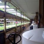 Aquaponic grow lighting @ Aqua vita Farms
