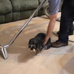 carpet cleaning
