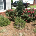 Complete Landscape Before