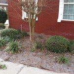 Complete Landscape Before