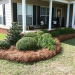 Complete Hedge Trimming