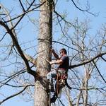 Tree Climbing