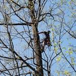 Tree Climbing