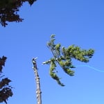 Topping the pine