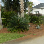 Pine Straw Replacement