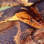 southern watersnake