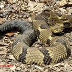 Timber Rattlesnake