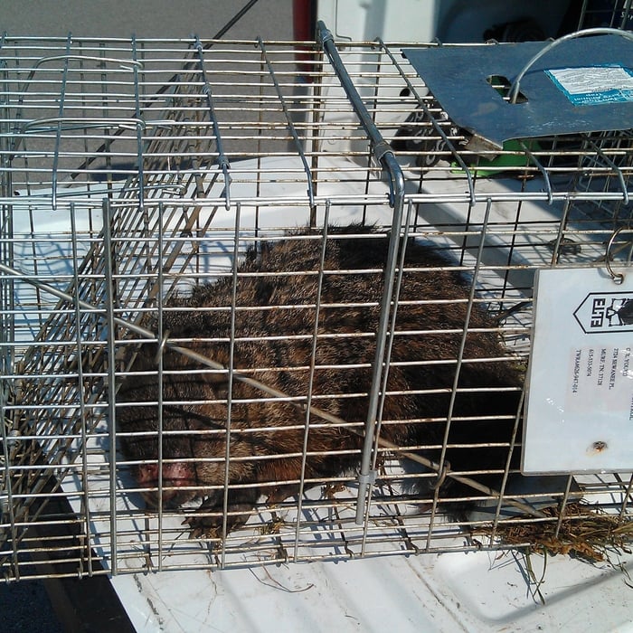 GroundHog Trapped and Released