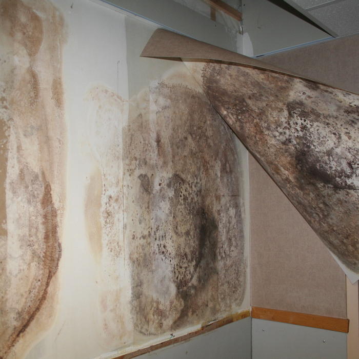mold under wall covering