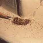 Drywood Termite Frass in window ceil.