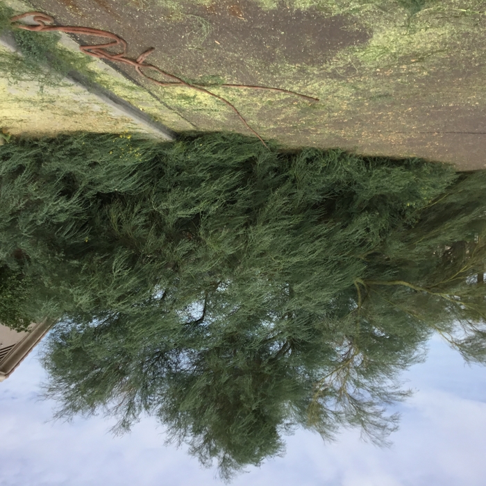 Tree Removal