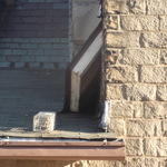 Squirrel captured near entry point under dormer