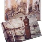 Photo of mold growth