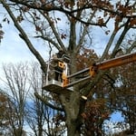 Our crew doing tree work.