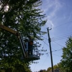 Crew member trimming a tree.
