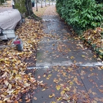 Tree root lifted sidewalk