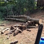 Second tree down
