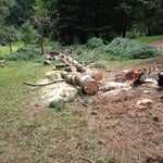1st Tree Down
