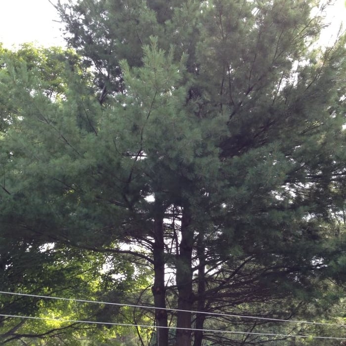 1st and 2nd tree together