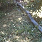 Tree Down