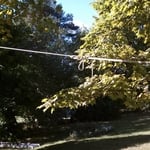 Tree Roped Off