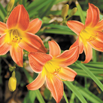 annual color