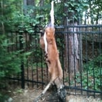 Deer Caught On Fence