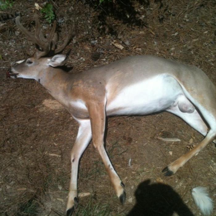 Deer Hit By A Car