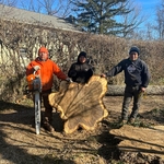 Tree Remove