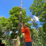 Tree Removal