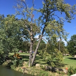 Taking off dead branches
