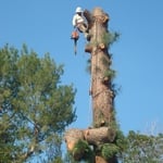 Silva Tree Service