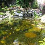Ponds 4