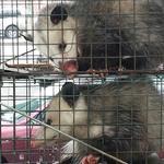 Opossum Removal and Prevention