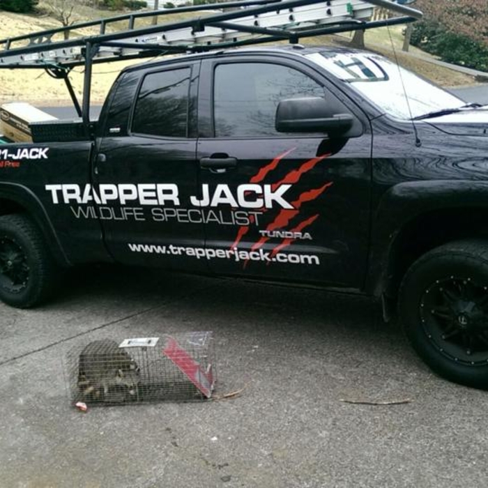 Raccoon Removal and Prevention