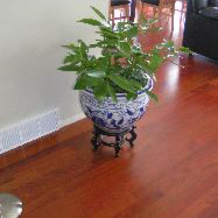 Jatoba