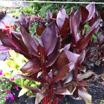 Purple Canna's