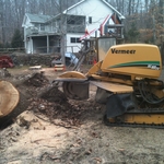 Up rooted stump