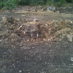 Stump