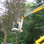 Tree Removal / Logging