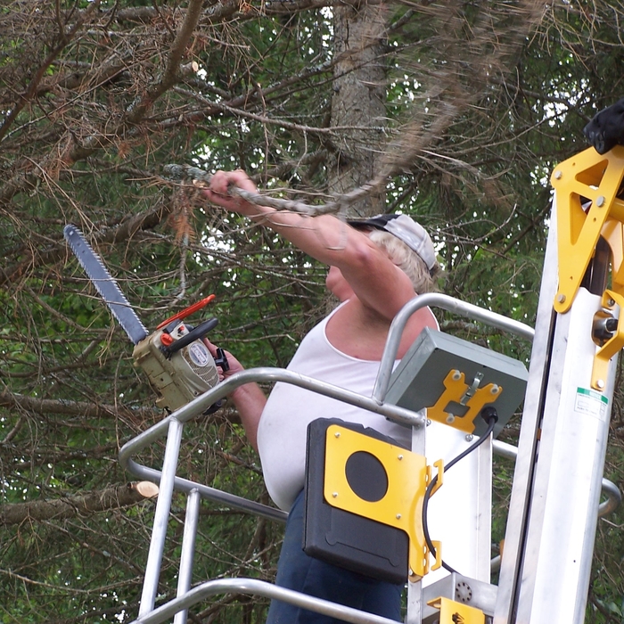 tree trimming