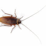 cockroach control