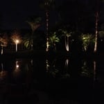 Pond Palm Lighting