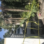 Side(during)