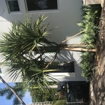 Side(during)