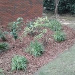 Clean out of flower