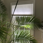 Cordless Honeycomb Shades