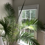 Cordless Honeycomb Shades