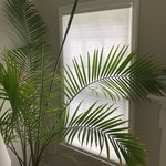 Cordless Honeycomb Shades